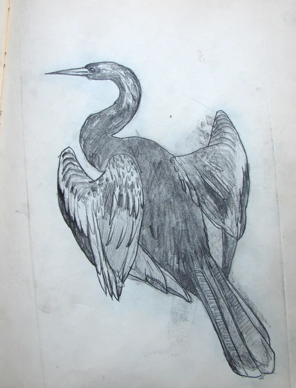 d sketchbook Drying Anhinga 9x12