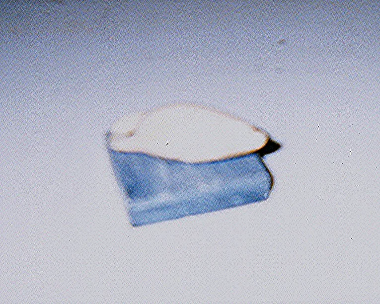 ivory Seal 4 in