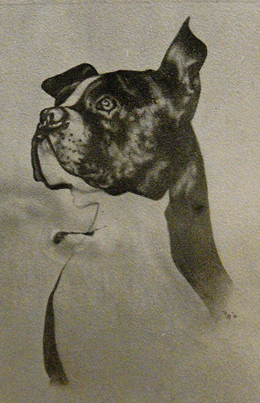 d Boston Bull Terrier grease pencil 8x10
